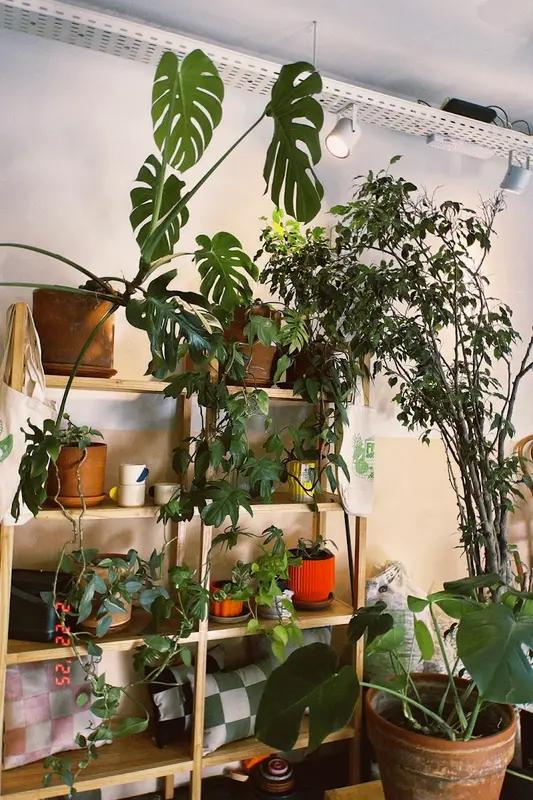 Vecindario - Café y Plantas, imagen 5